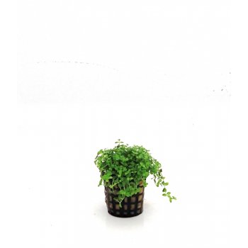 ANUBIAS - MICRANTHEMUM sp. 'MONTECARLO'